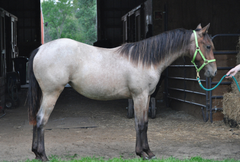 Quarter Horse (Quarter Horse, Filly (under 4)) in Forest Lake, MN