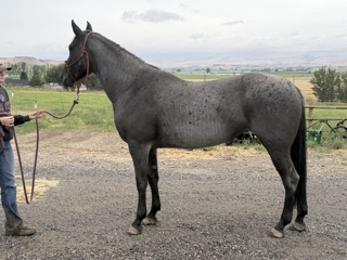 HorseID: 2317952 Mucha Dividends MA - PhotoID: 1105791