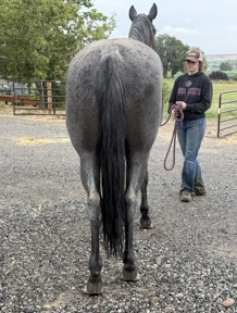 HorseID: 2317952 Mucha Dividends MA - PhotoID: 1105792