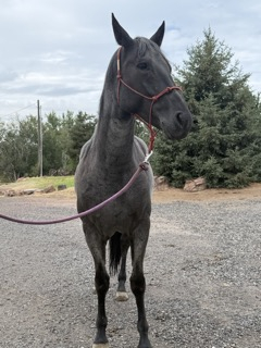 HorseID: 2317952 Mucha Dividends MA - PhotoID: 1105793