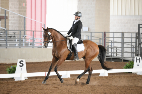 HorseID: 2317966 Bob - PhotoID: 1105463