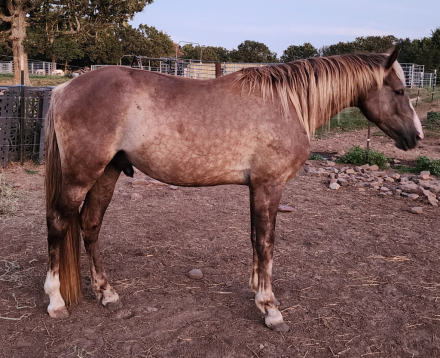 Missouri Fox Trotter (Missouri Fox Trotter, Gelding) in Marionville, MO
