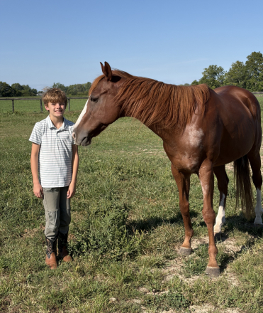 HorseID: 2318039 Royce - PhotoID: 1105829