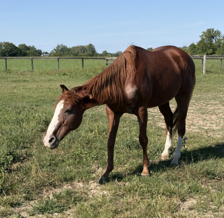 HorseID: 2318039 Royce - PhotoID: 1105830
