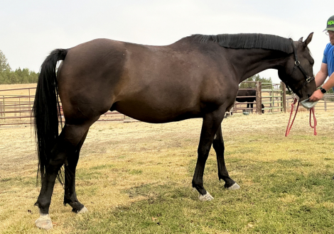 HorseID: 2318132 Zoran - PhotoID: 1105494