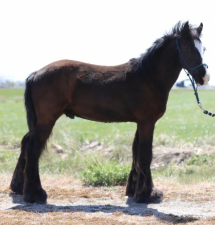 HorseID: 2318133 MA SOUL OF THE MOHAVE (NEW PRICE) - PhotoID: 1105526