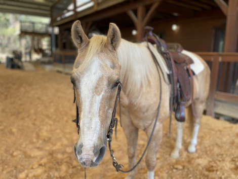 HorseID: 2318135 Butter - PhotoID: 1105711