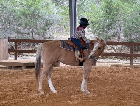 HorseID: 2318135 Butter - PhotoID: 1105712