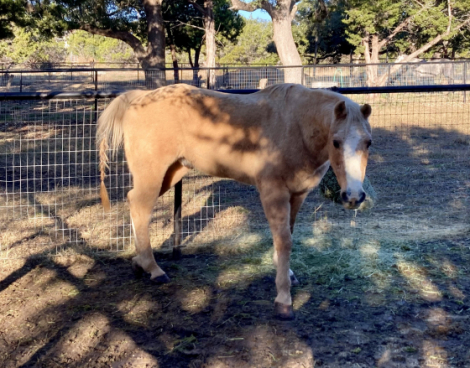 HorseID: 2318135 Butter - PhotoID: 1105713