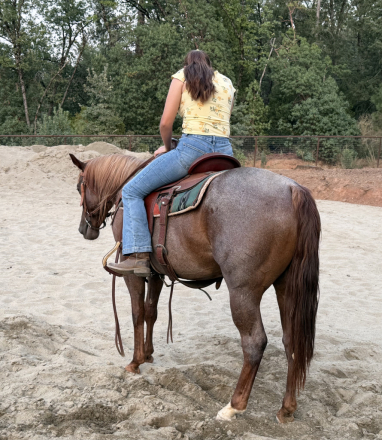 HorseID: 2318142 DW Walker Lena - PhotoID: 1105465