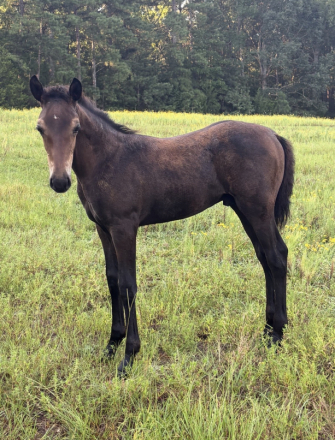 HorseID: 2318172 Favory Baldasara - PhotoID: 1105521