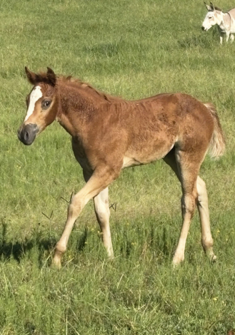 HorseID: 2318175 Scoring Skittles - PhotoID: 1105524