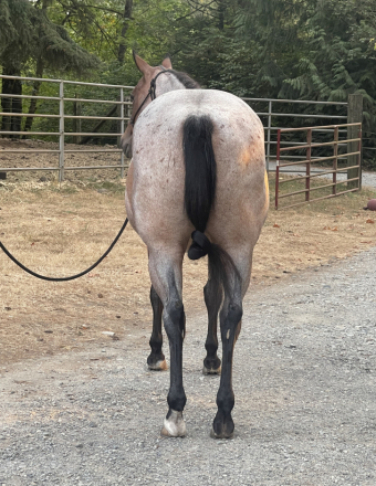 HorseID: 2318212 MT Big Sky - PhotoID: 1105194