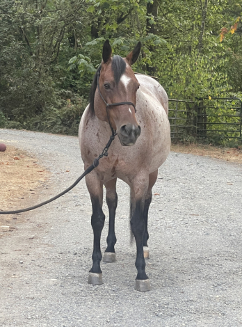 HorseID: 2318212 MT Big Sky - PhotoID: 1105195
