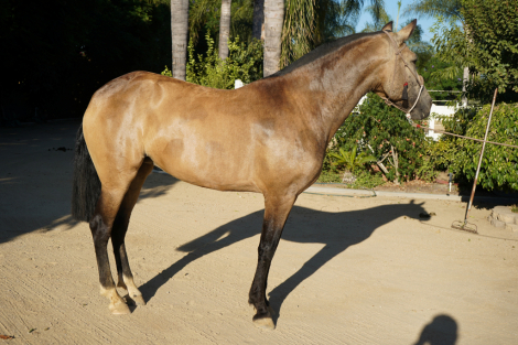 HorseID: 2318216 La Catrina RR - PhotoID: 1105647