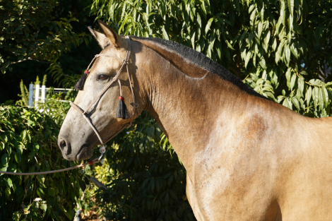 HorseID: 2318216 La Catrina RR - PhotoID: 1105648