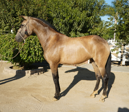 HorseID: 2318216 La Catrina RR - PhotoID: 1105649
