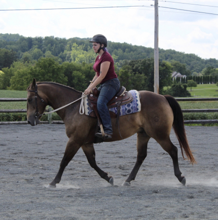 HorseID: 2318217 CHQH CHEX BAR KIT - PhotoID: 1105206