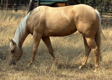 HorseID: 2318240 HollywoodSpecialNite - PhotoID: 1106101