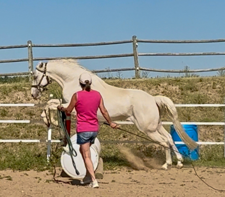 HorseID: 2318275 Renegades White Cloud - PhotoID: 1105252