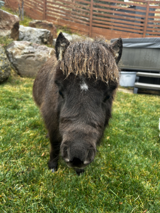 HorseID: 2318288 Moose - PhotoID: 1105530