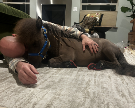 HorseID: 2318288 Moose - PhotoID: 1105531