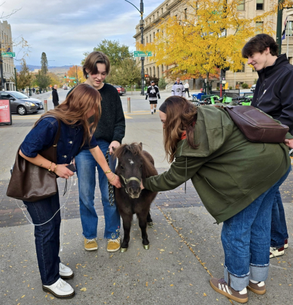 HorseID: 2318288 Moose - PhotoID: 1105532
