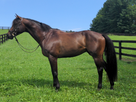 HorseID: 2318326 Halpert - PhotoID: 1106202