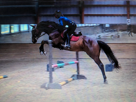 HorseID: 2318326 Halpert - PhotoID: 1106203
