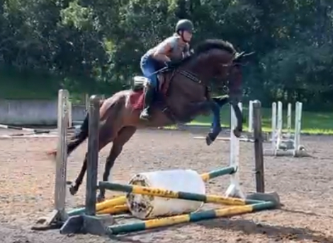 HorseID: 2318326 Halpert - PhotoID: 1106204