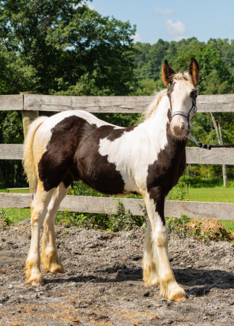 HorseID: 2318337 Bullseye Legacy - PhotoID: 1106225