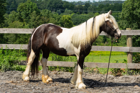 HorseID: 2318337 Bullseye Legacy - PhotoID: 1106226