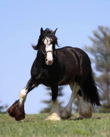 HorseID: 2318337 Bullseye Legacy - PhotoID: 1106227