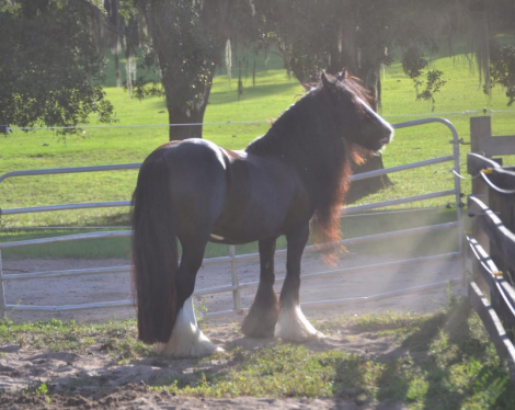 HorseID: 2318337 Bullseye Legacy - PhotoID: 1106228