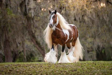 HorseID: 2318337 Bullseye Legacy - PhotoID: 1106229