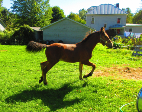 HorseID: 2318353 Jack of all Trades - PhotoID: 1106975