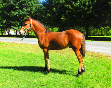 HorseID: 2318353 Jack of all Trades - PhotoID: 1106976