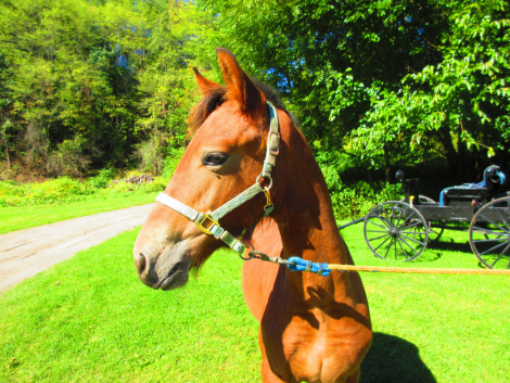 HorseID: 2318353 Jack of all Trades - PhotoID: 1106977