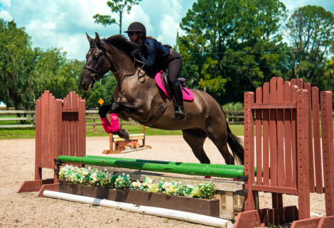 HorseID: 2318359 Millie - true all around with xrays on file - PhotoID: 1105375