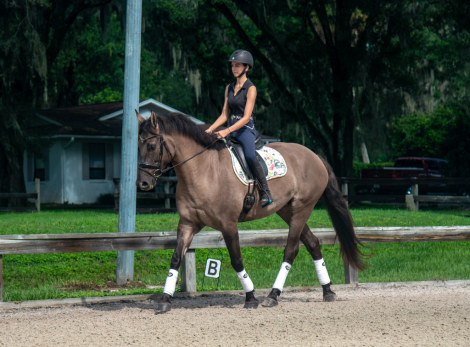 HorseID: 2318359 Millie - true all around with xrays on file - PhotoID: 1105377
