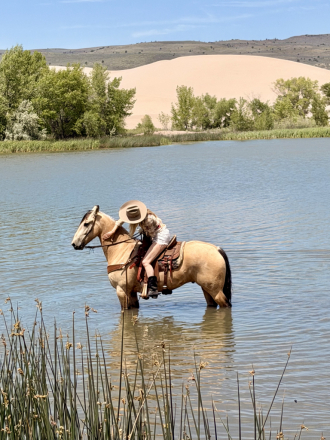 HorseID: 2318361 Stetson - PhotoID: 1105386