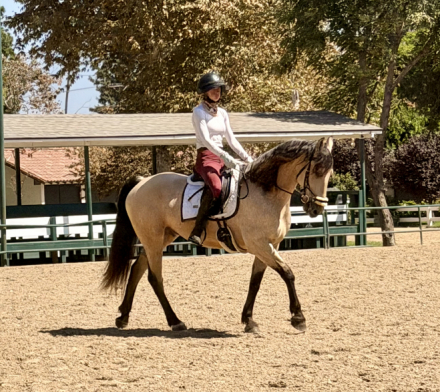 HorseID: 2318361 Stetson - PhotoID: 1105387