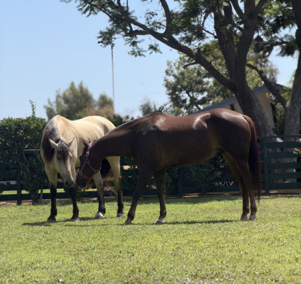 HorseID: 2318361 Stetson - PhotoID: 1105388