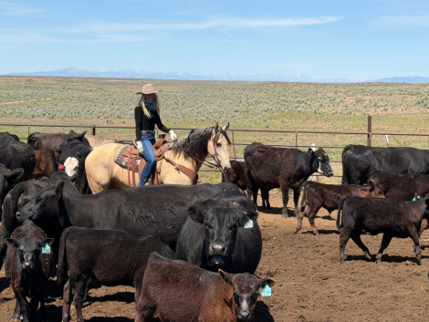 HorseID: 2318361 Stetson - PhotoID: 1105389