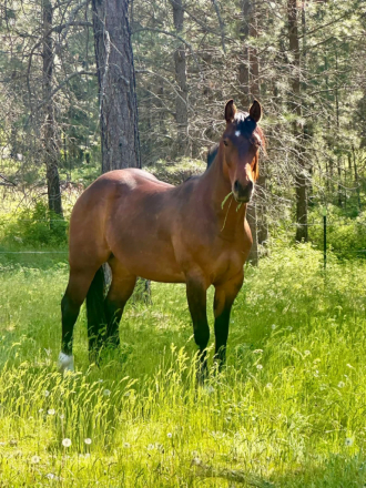 HorseID: 2318367 Misters Missin Cash - PhotoID: 1105391