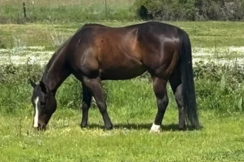 HorseID: 2318368 Mudslide - PhotoID: 1105393