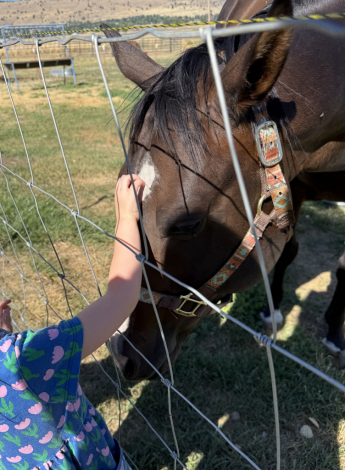 HorseID: 2318368 Mudslide - PhotoID: 1105394