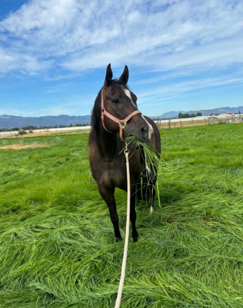 HorseID: 2318368 Mudslide - PhotoID: 1105395