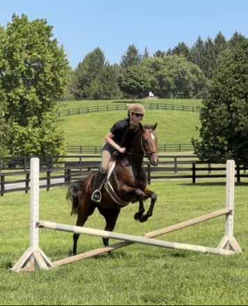 HorseID: 2318369 Gone Without A Trace - PhotoID: 1105396