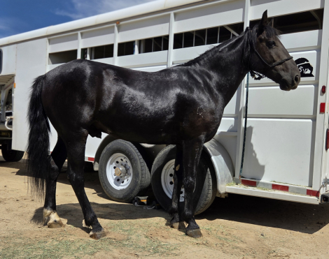 HorseID: 2318371 Jax - PhotoID: 1105399